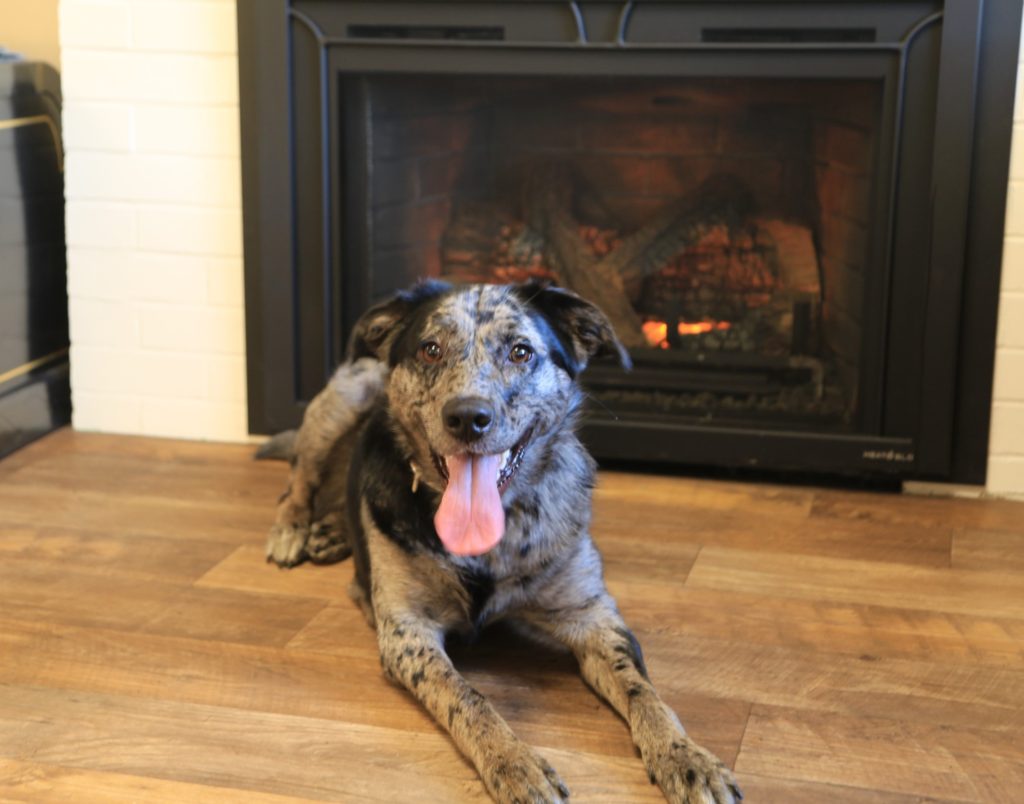 Cheyenne sits in front of the fire, smiling with her tongue out