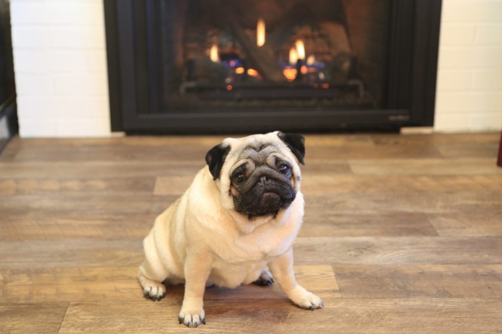 Dusty a female pug sits calmly in front of the fireplace