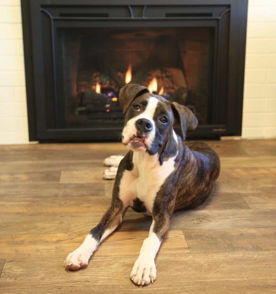 Office Greeter Stella, a young flashy brindle boxer, settles on the floor in front the fireplace