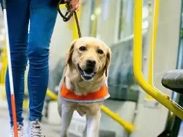 Purr-Fect Savings: The Secrets Of Pet Tax Deductions. A golden lab wearing an orange safety vest calmly walks beside their handler.