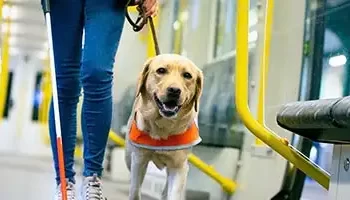 Purr-Fect Savings: The Secrets Of Pet Tax Deductions. A golden lab wearing an orange safety vest calmly walks beside their handler.