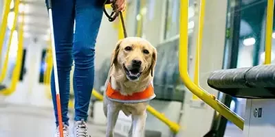 Purr-Fect Savings: The Secrets Of Pet Tax Deductions. A golden lab wearing an orange safety vest calmly walks beside their handler.