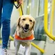Purr-Fect Savings: The Secrets Of Pet Tax Deductions. A golden lab wearing an orange safety vest calmly walks beside their handler.