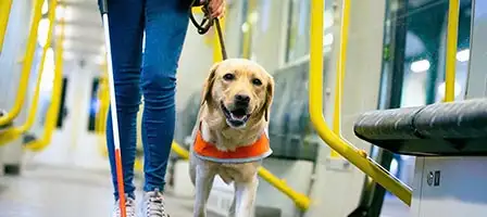 Purr-Fect Savings: The Secrets Of Pet Tax Deductions. A golden lab wearing an orange safety vest calmly walks beside their handler.